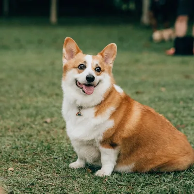 @luna.thelittlecorgi profile image