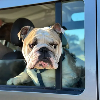 @macho_english_bulldog profile image