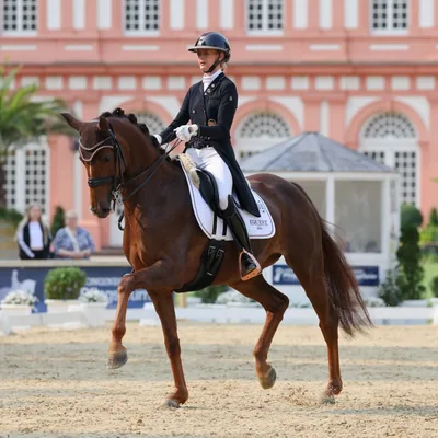 @maike_dressage profile image