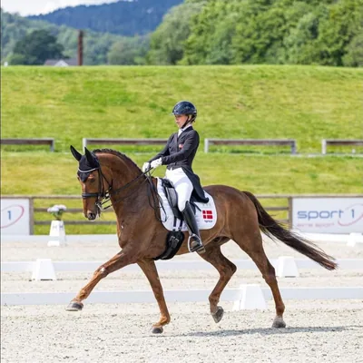 @majapetersenwarncke profile image