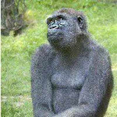 @malisafred profile image