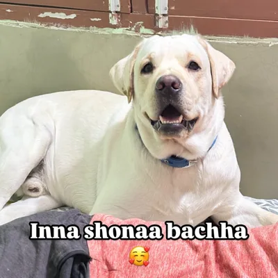 @mango.labra11 profile image