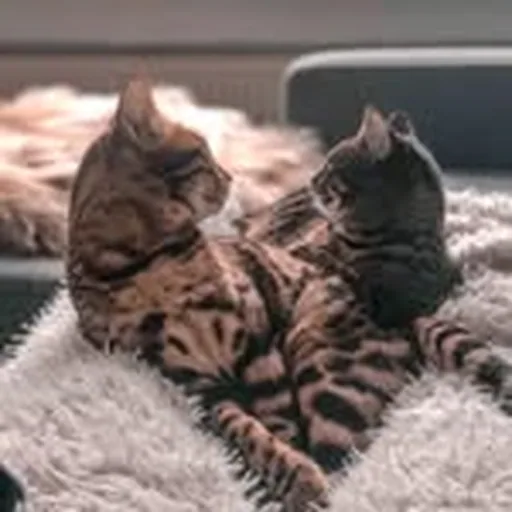 @mango_the_bengal_cat profile image