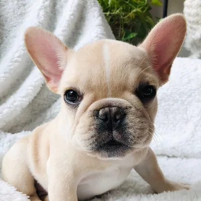 @marbellathefrenchie profile image
