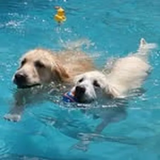 @marley_shiloh_oso_the_goldens profile image