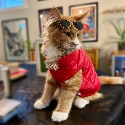 @marty_the_maine_coon profile image