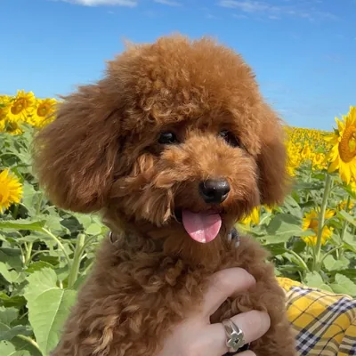 @marven_toy_poodle profile image