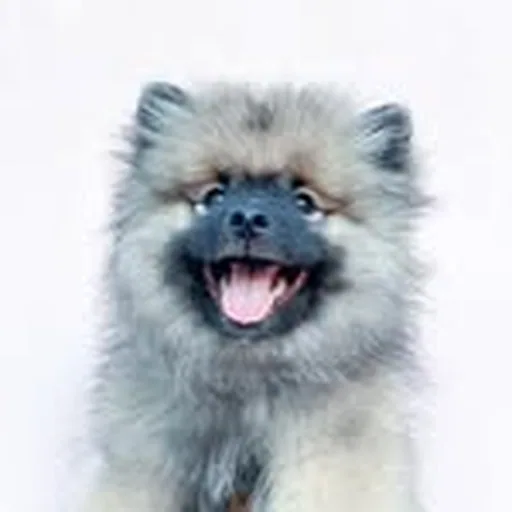 @maslowthekeeshond profile image