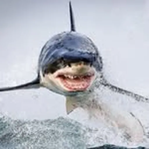 @matt_strength profile image