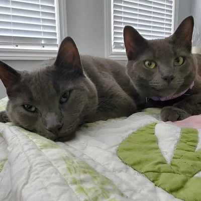 @maverickandgoose.cats profile image