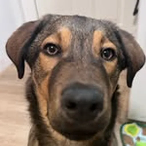 @maverickthepuppyy profile image