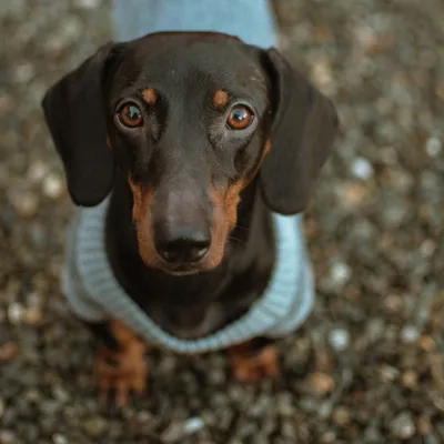 @max.nina.dachshund profile image