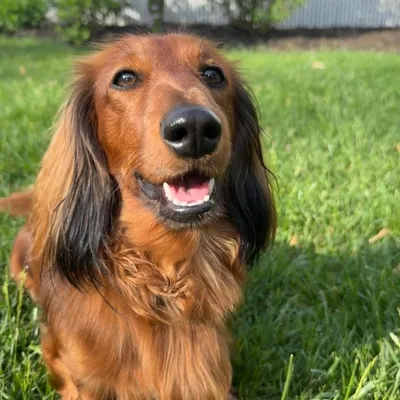 @max.the.weeniee profile image