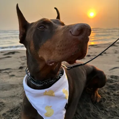 @maximus_decimomeridio profile image