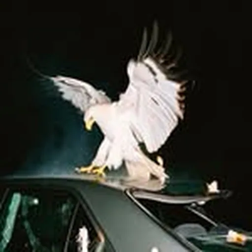 @meekythegreat profile image