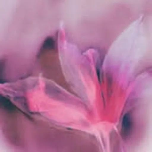 @meikobayashi_ profile image