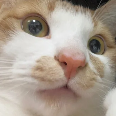 @meow._mir profile image