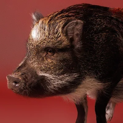 @merlinthepig profile image