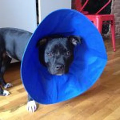 @mikadogs profile image