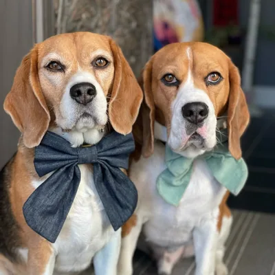 @miley_wrecking_ball_beagle profile image