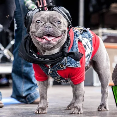 @millythemetaldog profile image