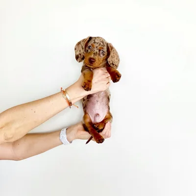 @minipepperbrown profile image