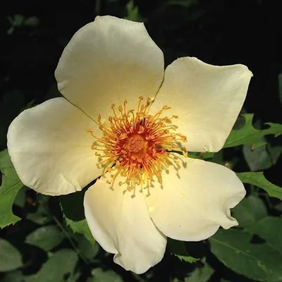 @miranda.brooks.gardens profile image
