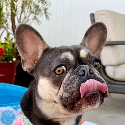 @missbettywhitethefrenchiepup profile image