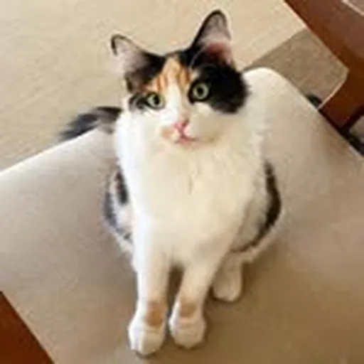 @missbillybiscuits profile image