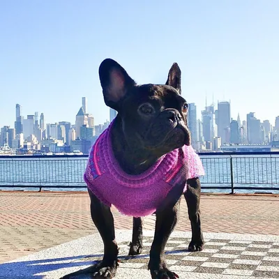 @missdonatellathefrenchie profile image