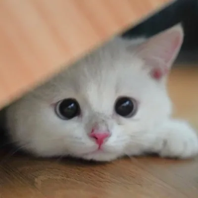 @mochi.thebsh profile image