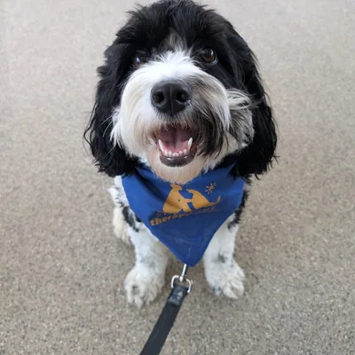 @mochitheworkingdog profile image