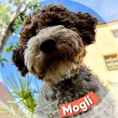@moglis.doglife profile image
