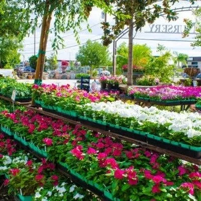 @mondal_nursery4303 profile image
