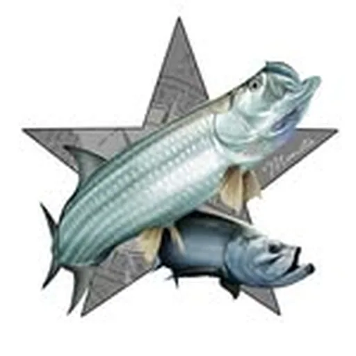 @monstatarpon profile image