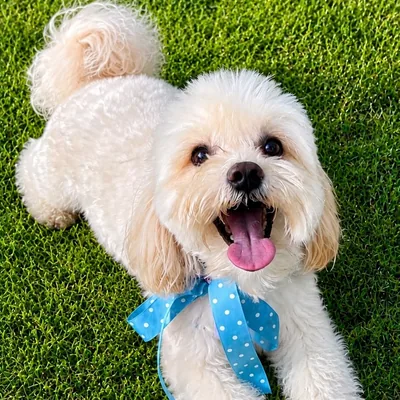 @morris_the_maltipoo_dog profile image