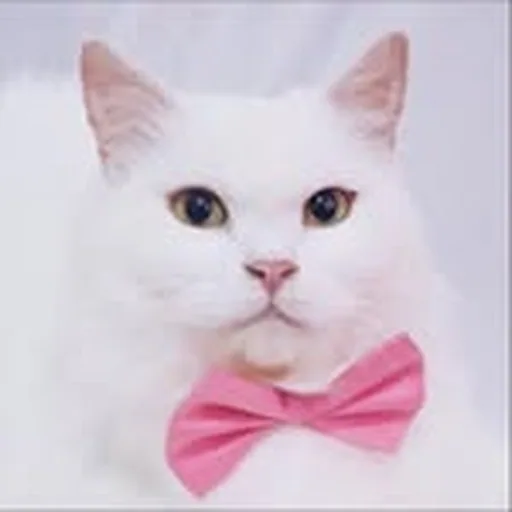 @mpusmiawmeow profile image