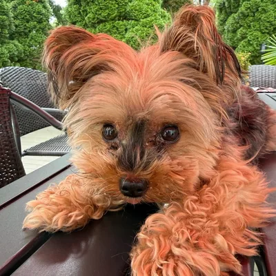 @mr.biggs_dealershipdog profile image