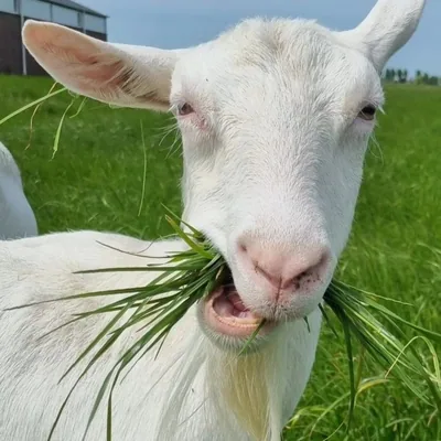 @mr_goat_ed profile image