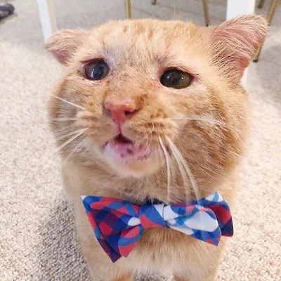 @mrwillisthecat profile image