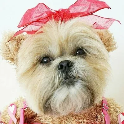 @munchkintheteddybear profile image