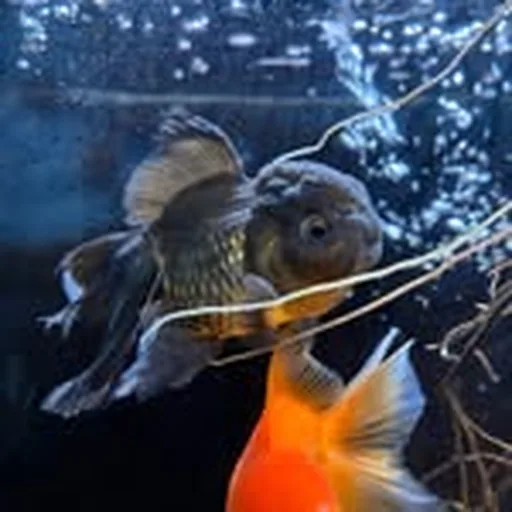 @mvs_aquarium profile image