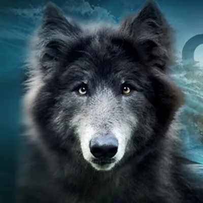 @my_blue_wolf_ profile image