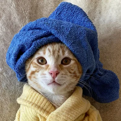 @my_furry_babies profile image