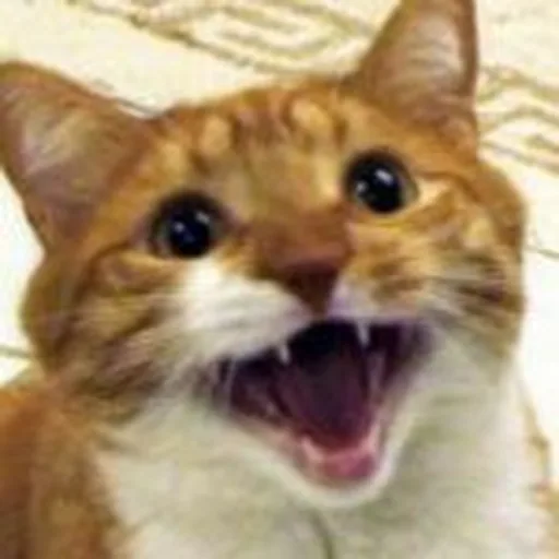 @mylothecat profile image
