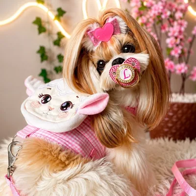 @mypetlully_ profile image