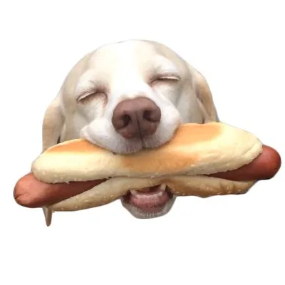 @myregalbeagle profile image
