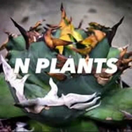 @n.plants profile image