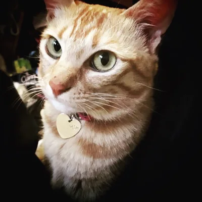 @n0ririnx profile image
