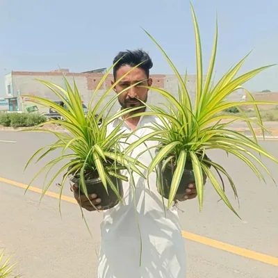 @nadeem__nursery_farm profile image